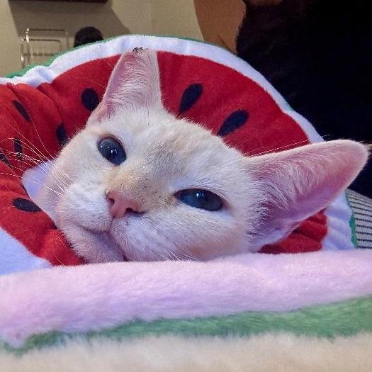 Enlarge Fiammetta, a Adoptable Siamese in Agoura Hills, CA image 1/6