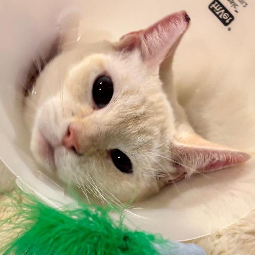 Enlarge Fiammetta, a Adoptable Siamese in Agoura Hills, CA image 3/6