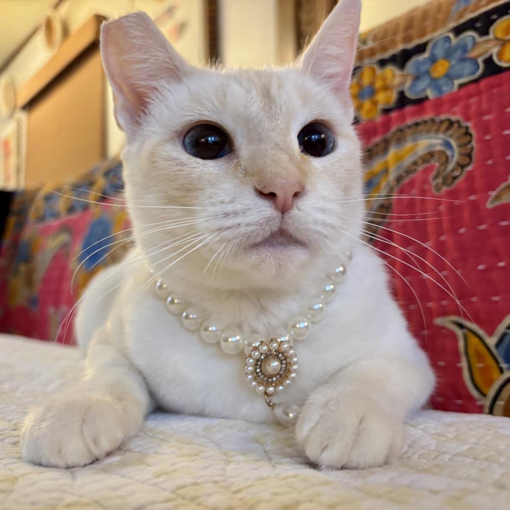 Enlarge Fiammetta, a Adoptable Siamese in Agoura Hills, CA image 4/6