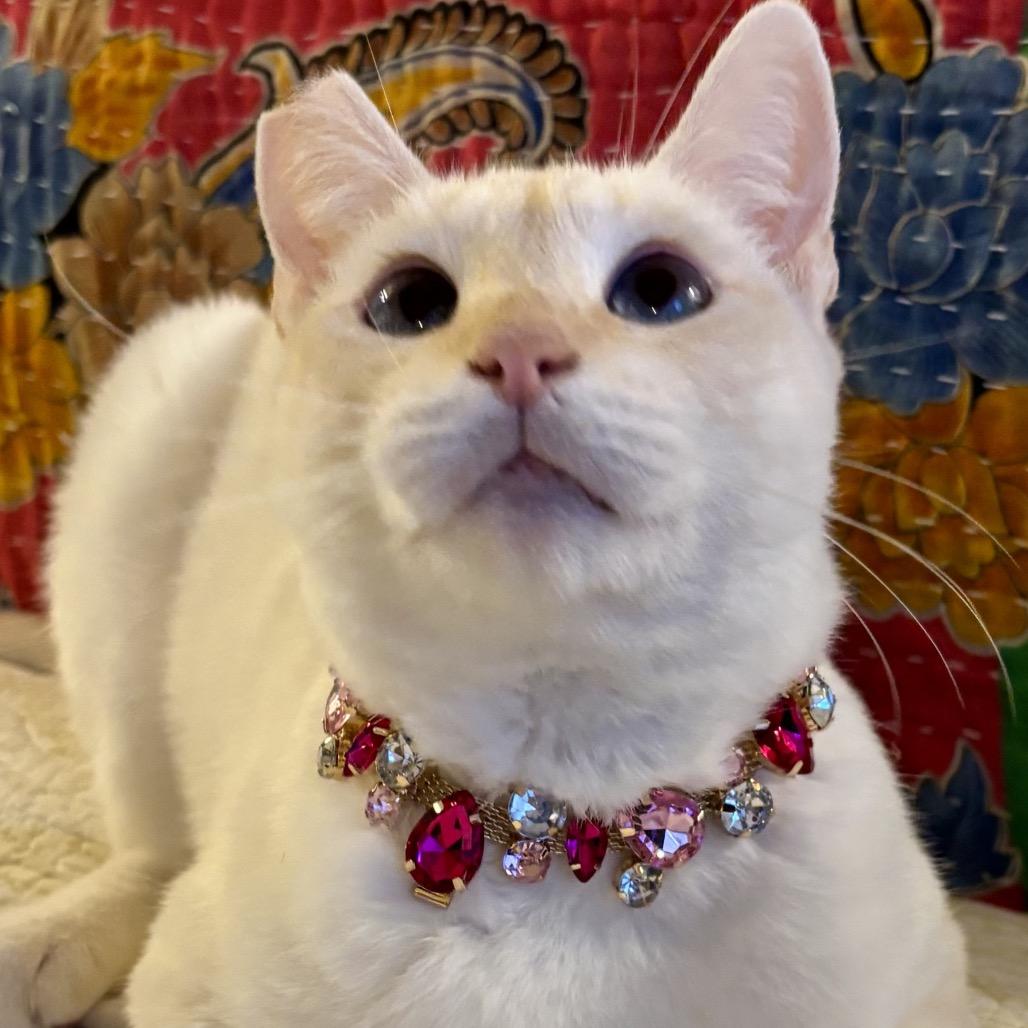 Enlarge Fiammetta, a Adoptable Siamese in Agoura Hills, CA image 5/6