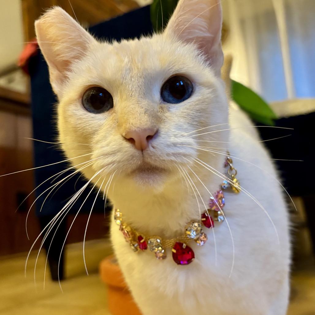 Enlarge Fiammetta, a Adoptable Siamese in Agoura Hills, CA image 6/6