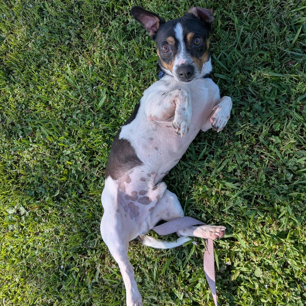Carlos, Adoptable, Adult Male Jack Russell Terrier & Mixed Breed.