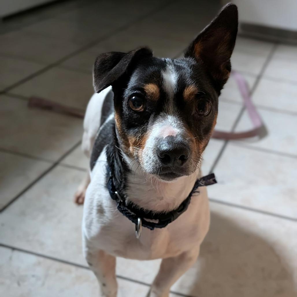 Enlarge Carlos, a Adoptable mixed breed in Winchester, TN image 2/5