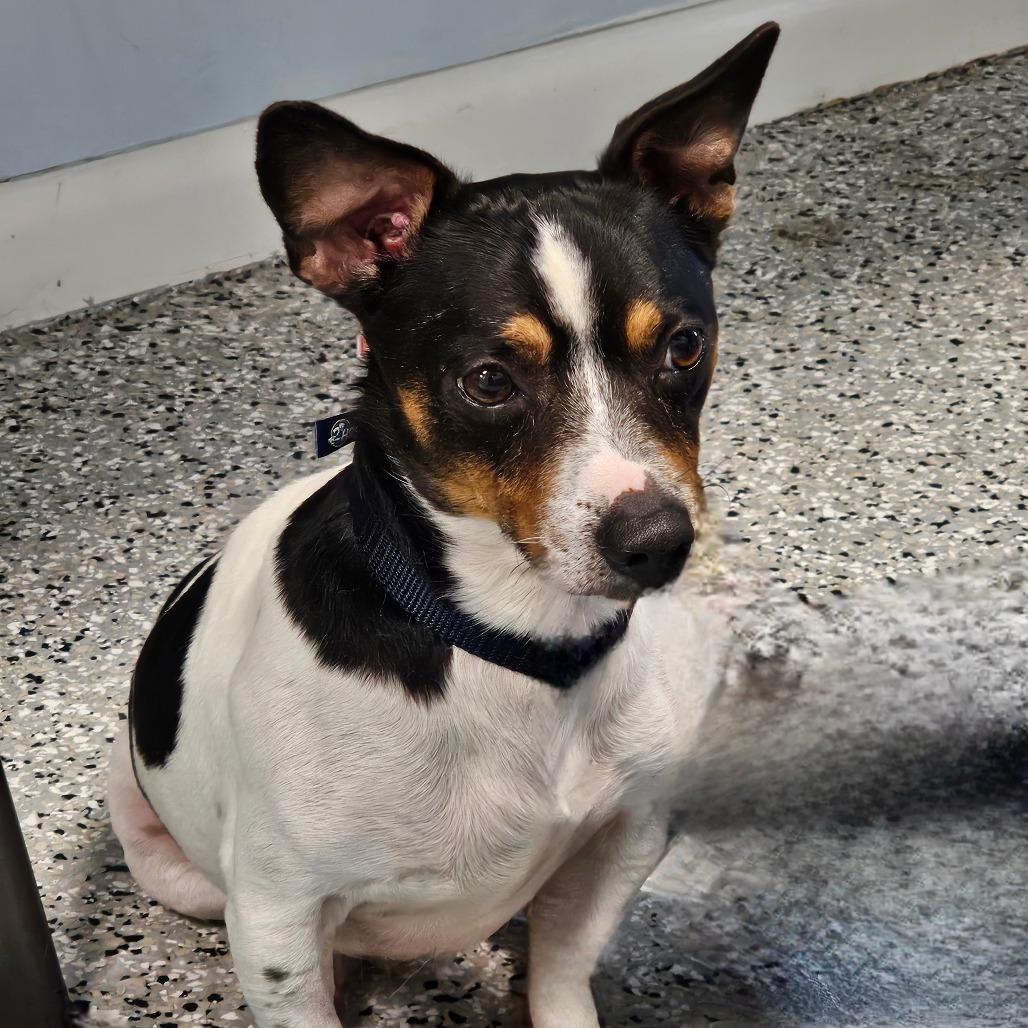 Enlarge Carlos, a Adoptable mixed breed in Winchester, TN image 1/4