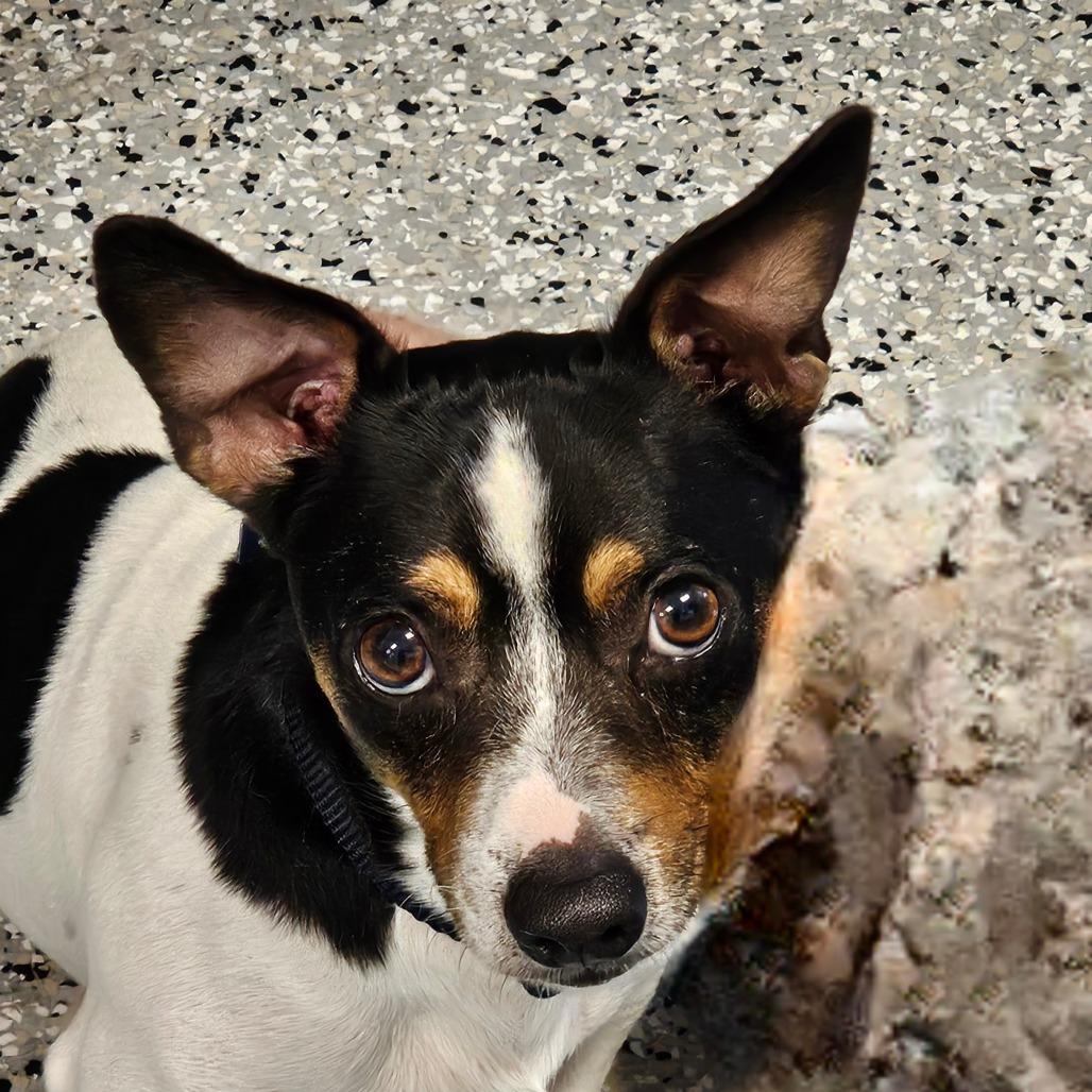 Enlarge Carlos, a Adoptable mixed breed in Winchester, TN image 2/4