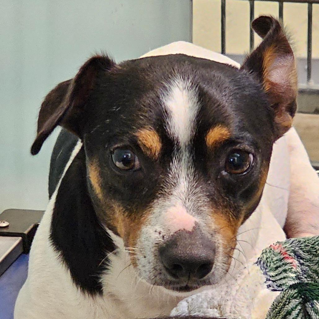 Enlarge Carlos, a Adoptable mixed breed in Winchester, TN image 3/4