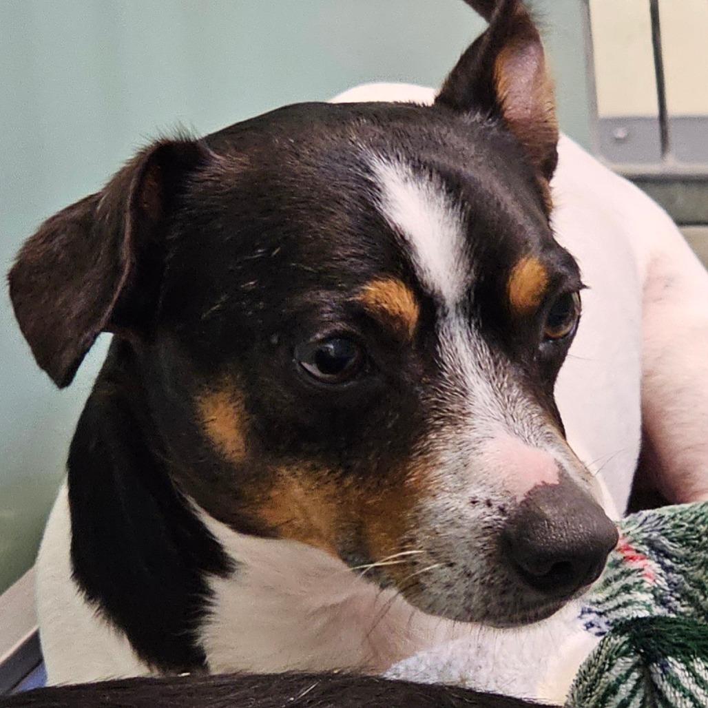 Enlarge Carlos, a Adoptable mixed breed in Winchester, TN image 4/4