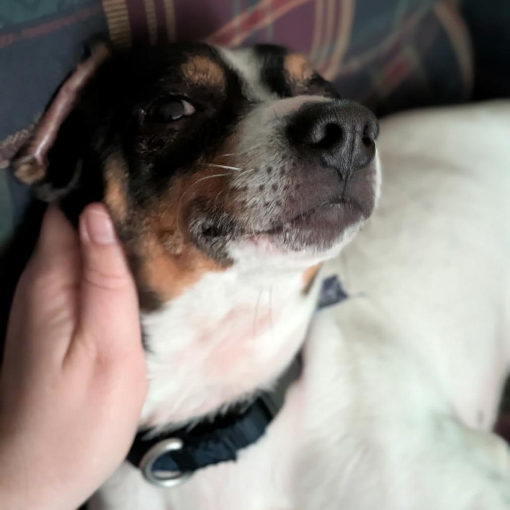Enlarge Carlos, a Adoptable mixed breed in Winchester, TN image 5/5