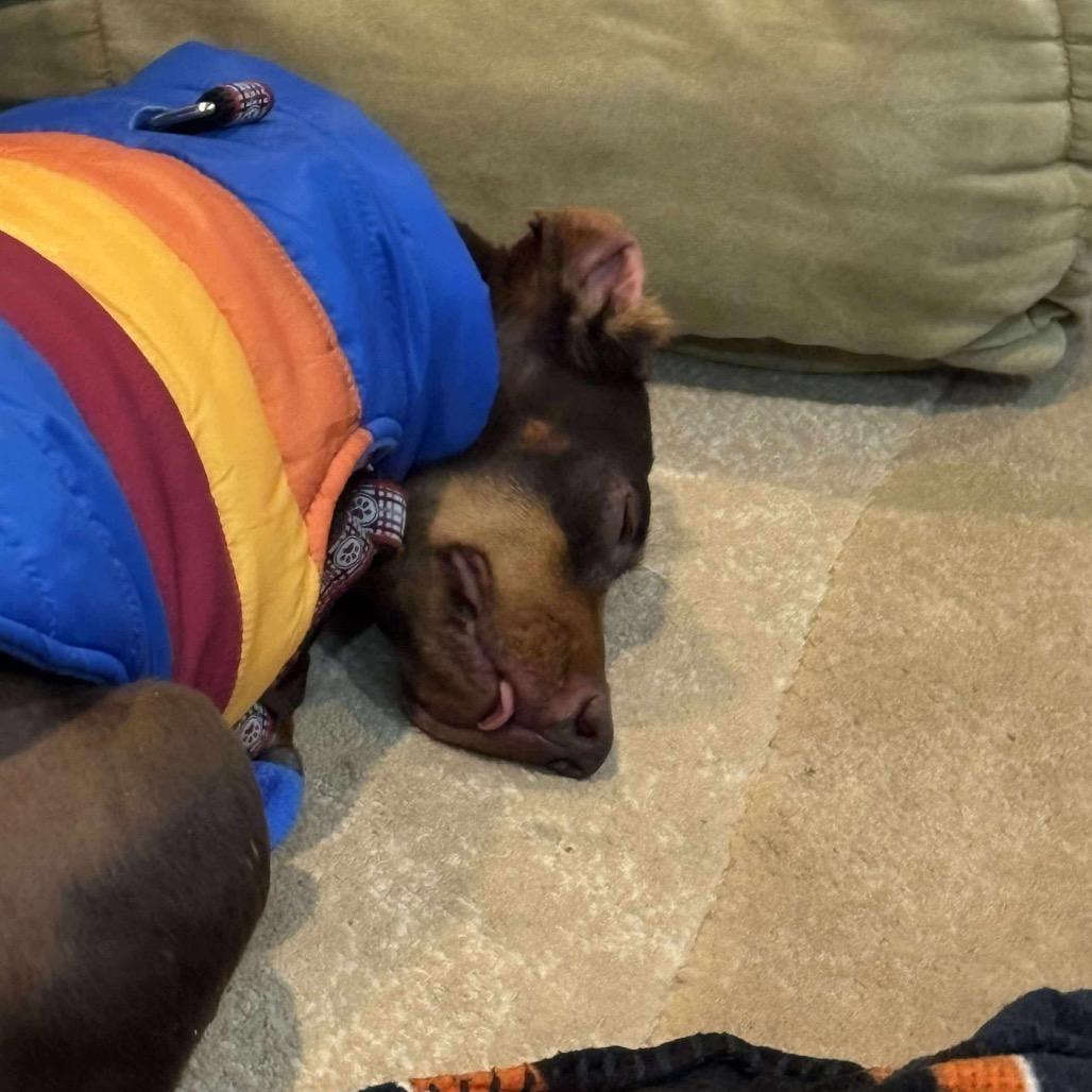 Enlarge Blizzard, a Adoptable Dachshund in Jackson, MO image 1/6