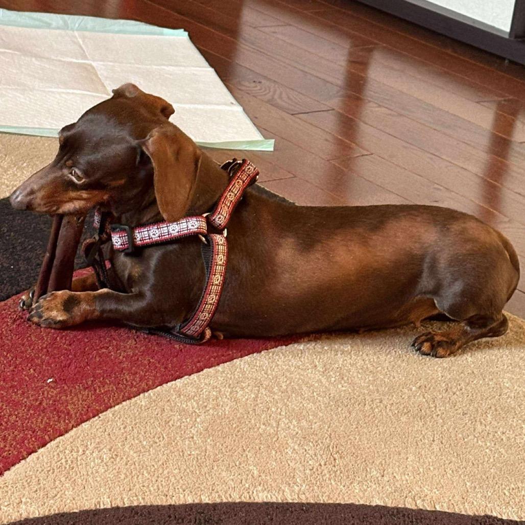 Enlarge Blizzard, a Adoptable Dachshund in Jackson, MO image 3/6