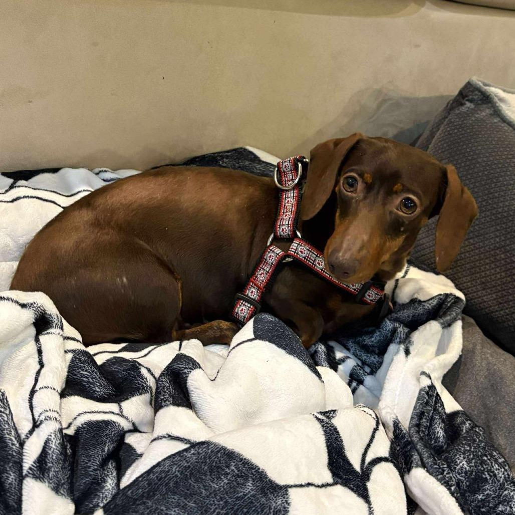 Enlarge Blizzard, a Adoptable Dachshund in Jackson, MO image 4/6