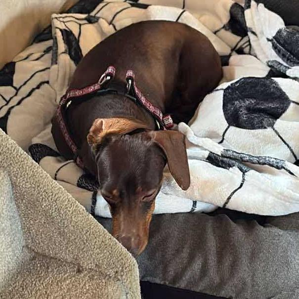 Enlarge Blizzard, a Adoptable Dachshund in Jackson, MO image 5/6