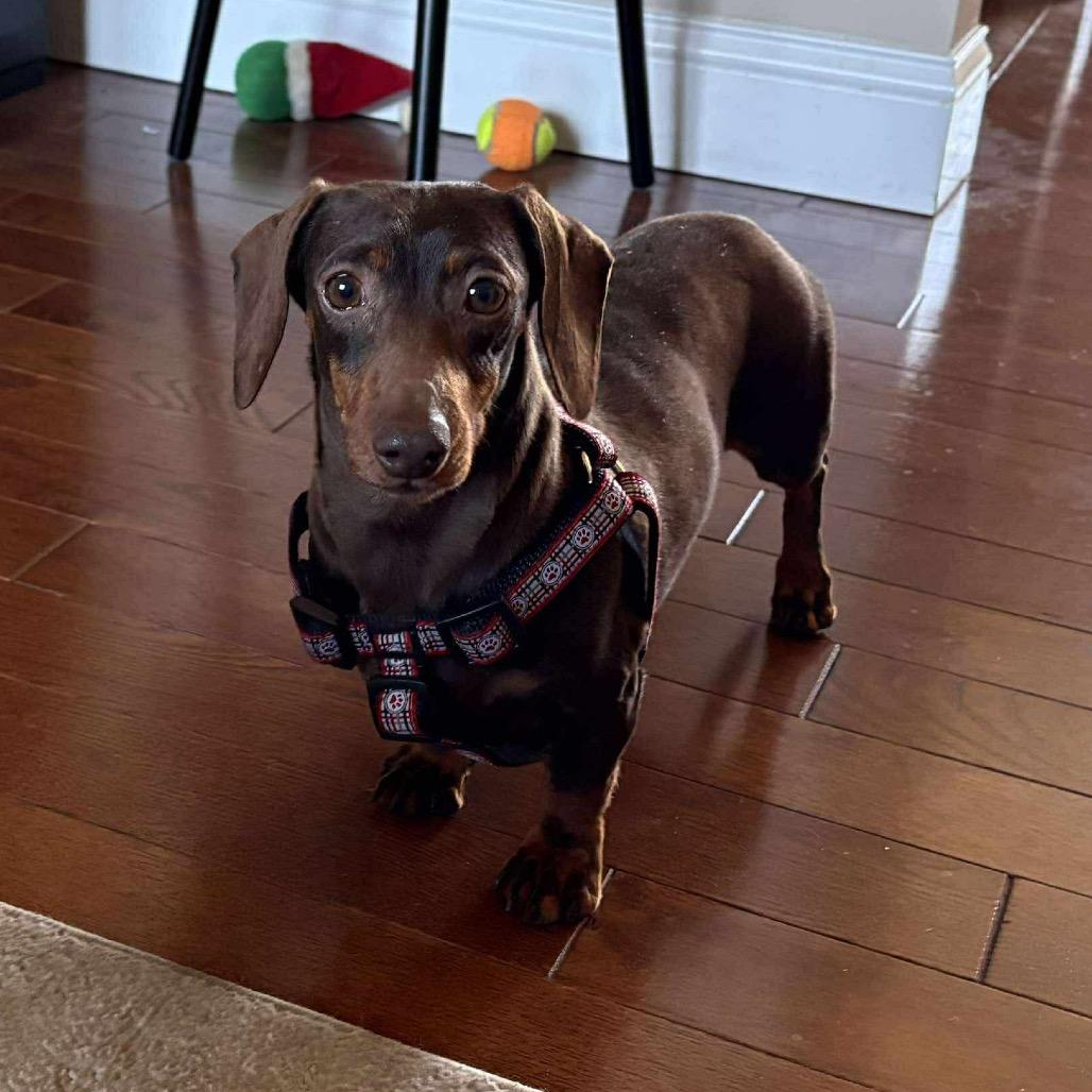 Enlarge Blizzard, a Adoptable Dachshund in Jackson, MO image 6/6
