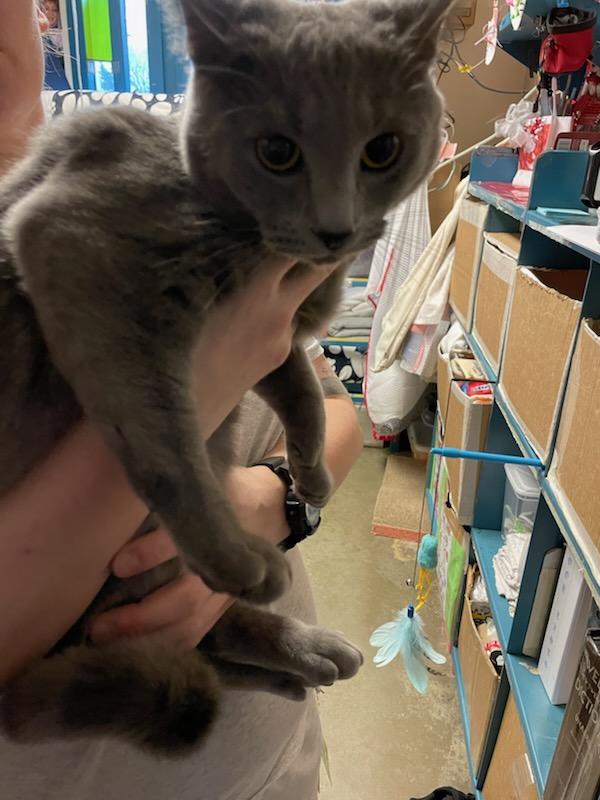 Acacia, ADOPTABLE, Young Female Domestic Short Hair.