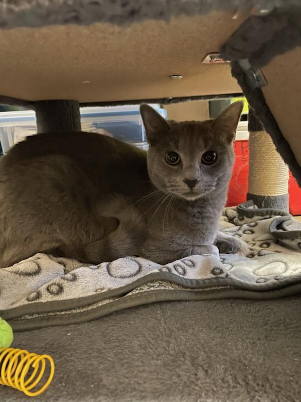 Enlarge Acacia, a ADOPTABLE Domestic Short Hair in Gig Harbor, WA image 2/4