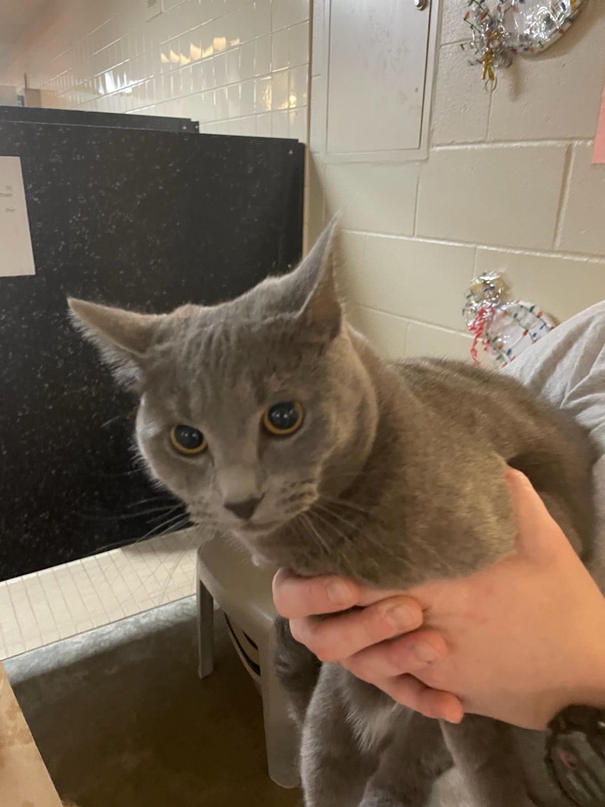 Enlarge Acacia, a ADOPTABLE Domestic Short Hair in Gig Harbor, WA image 3/4