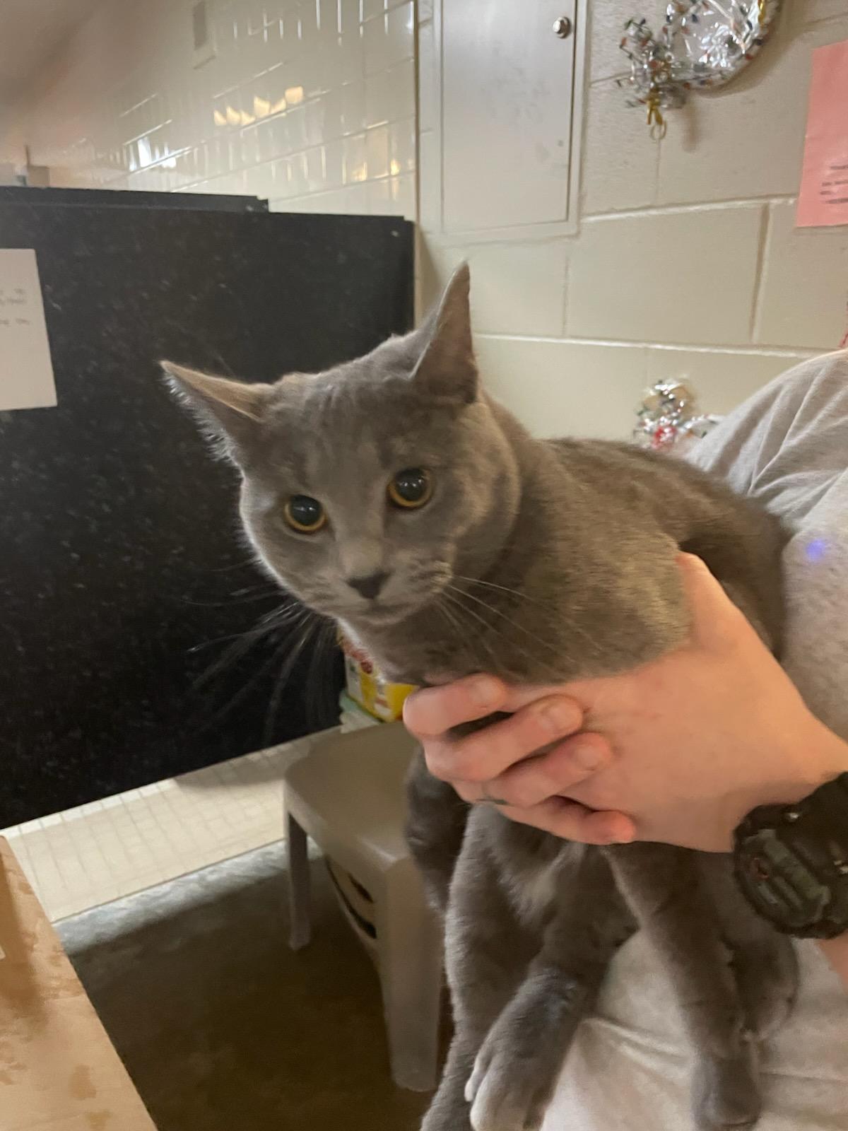 Enlarge Acacia, a ADOPTABLE Domestic Short Hair in Gig Harbor, WA image 4/4