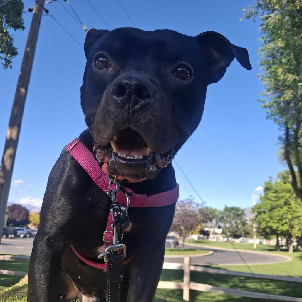 Enlarge Otis, a Adoptable American Staffordshire Terrier in Murray, UT image 1/2