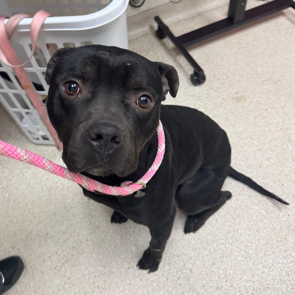 Enlarge Otis, a Adoptable American Staffordshire Terrier in Murray, UT image 2/2