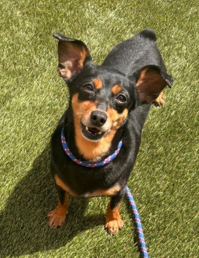 Amber, Adoptable, Adult Male Dachshund & Miniature Pinscher.