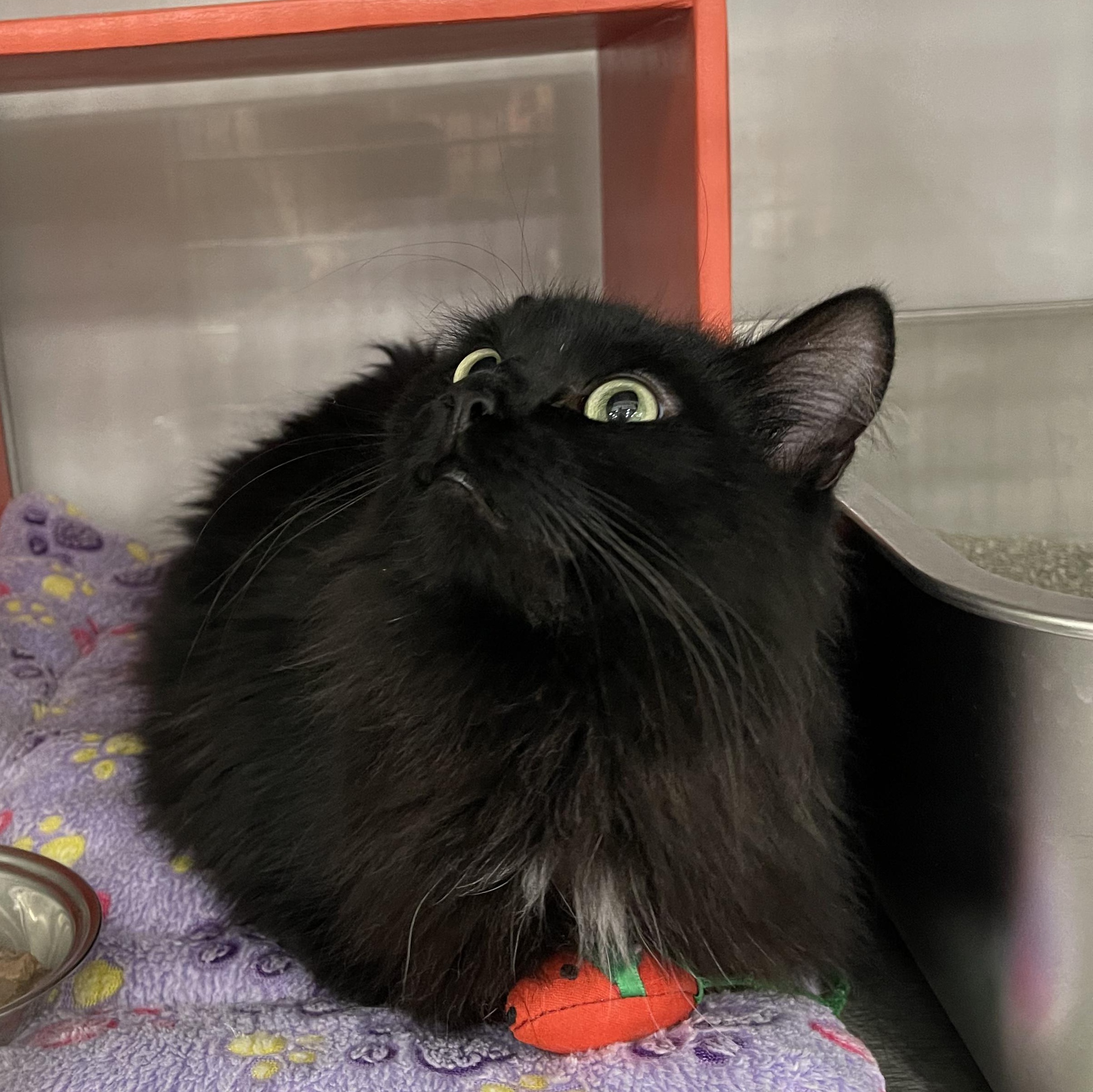 Raven @ Livonia PetSmart, Adoptable, Young Female Domestic Long Hair.