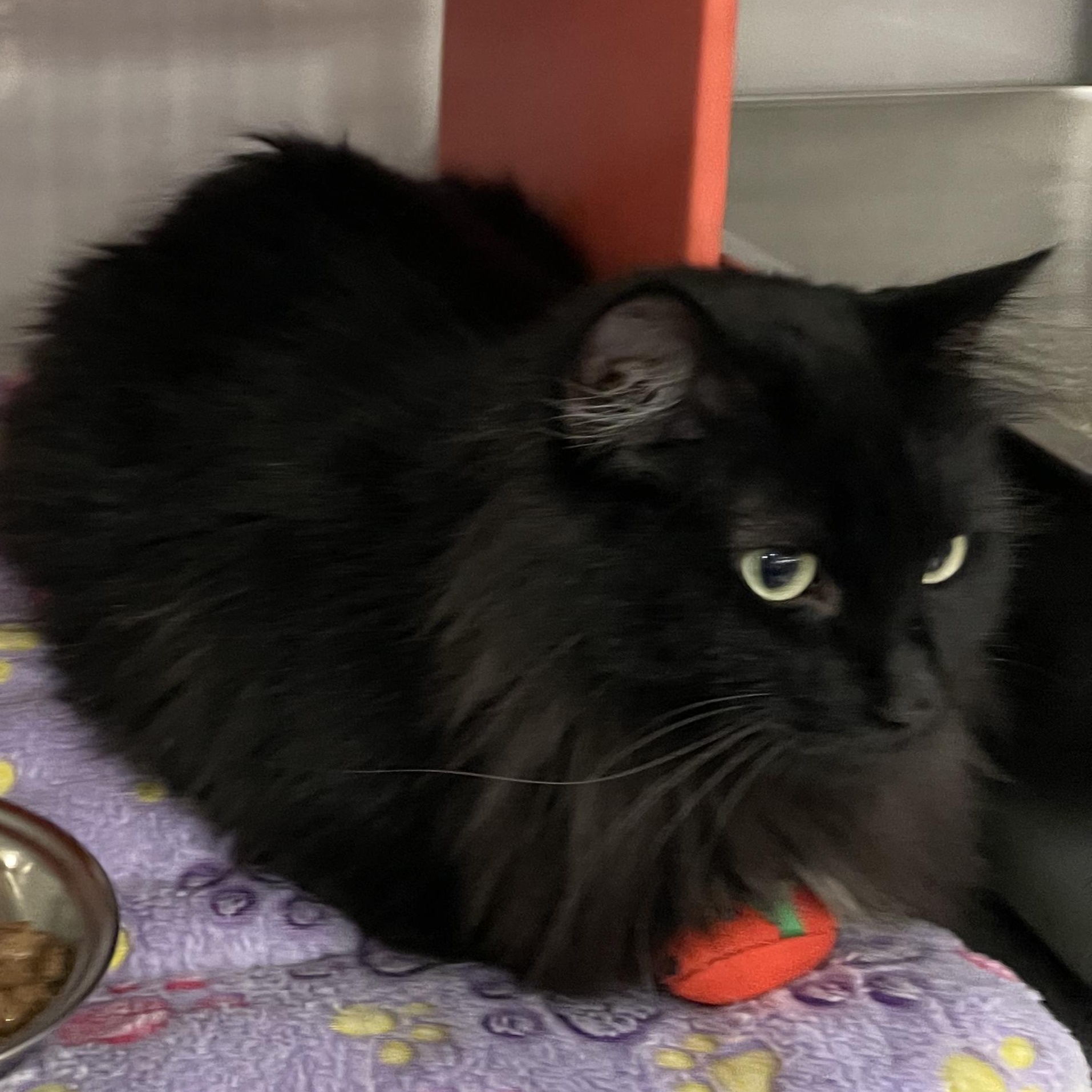 Raven @ Livonia PetSmart, a Adoptable Domestic Long Hair in Wyandotte, MI image 2/5