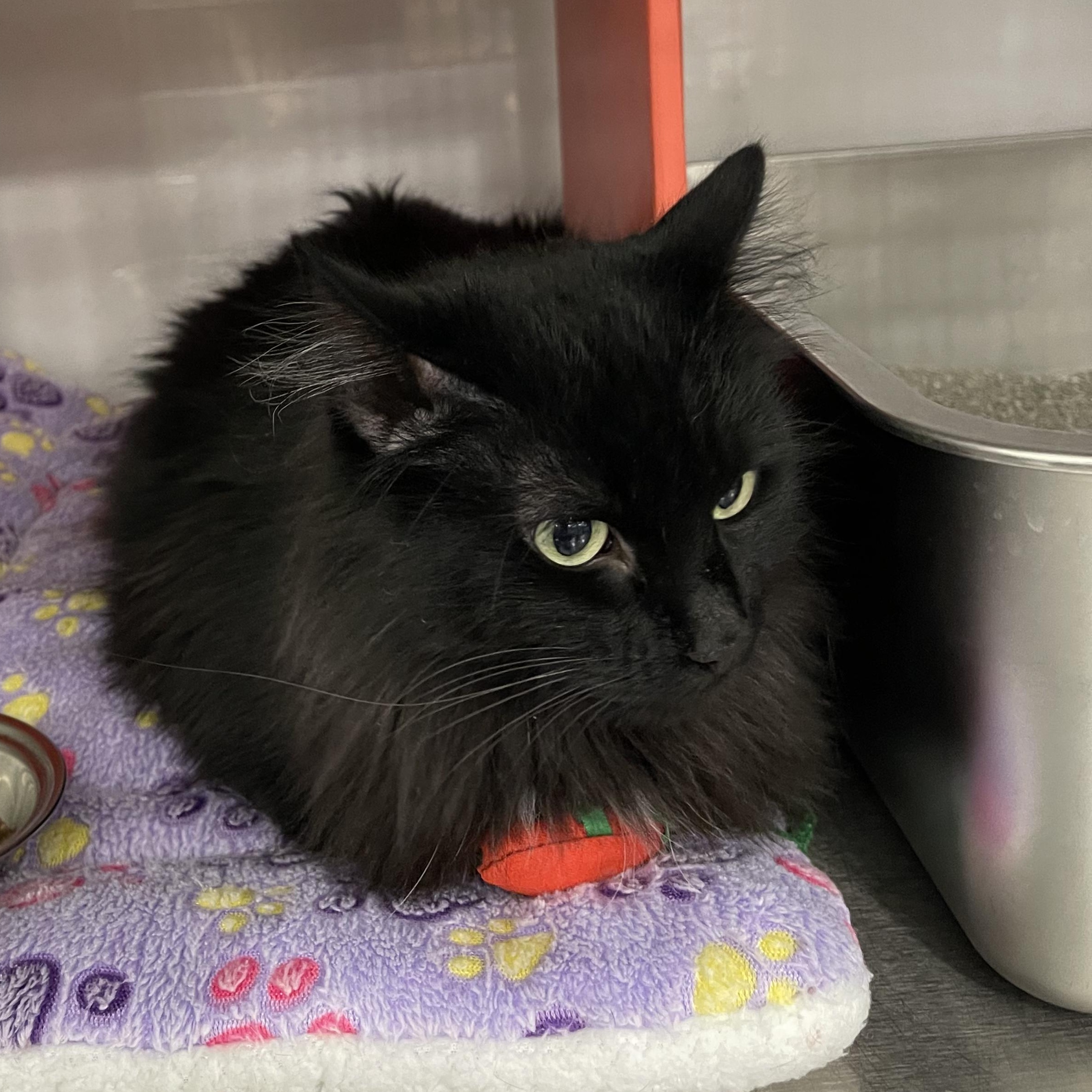 Raven @ Livonia PetSmart, a Adoptable Domestic Long Hair in Wyandotte, MI image 3/5