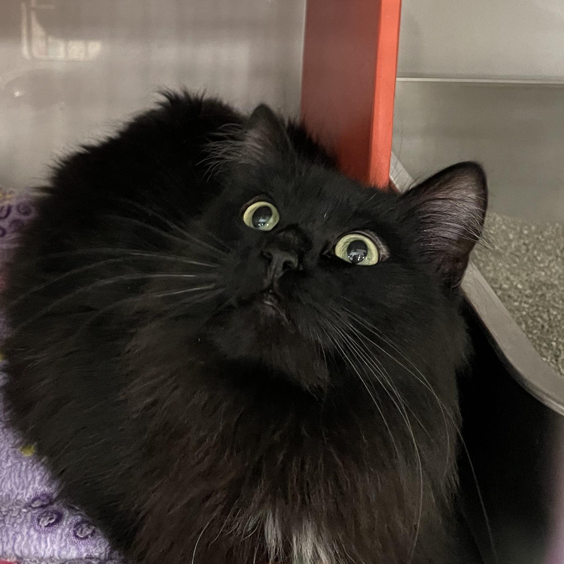 Raven @ Livonia PetSmart, a Adoptable Domestic Long Hair in Wyandotte, MI image 4/5