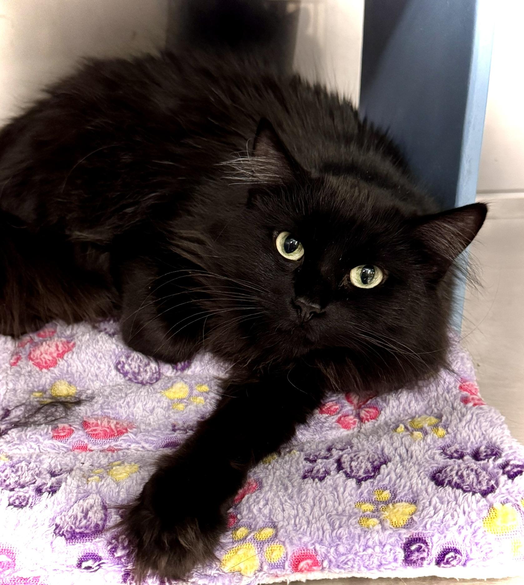 Raven @ Livonia PetSmart, a Adoptable Domestic Long Hair in Wyandotte, MI image 5/5