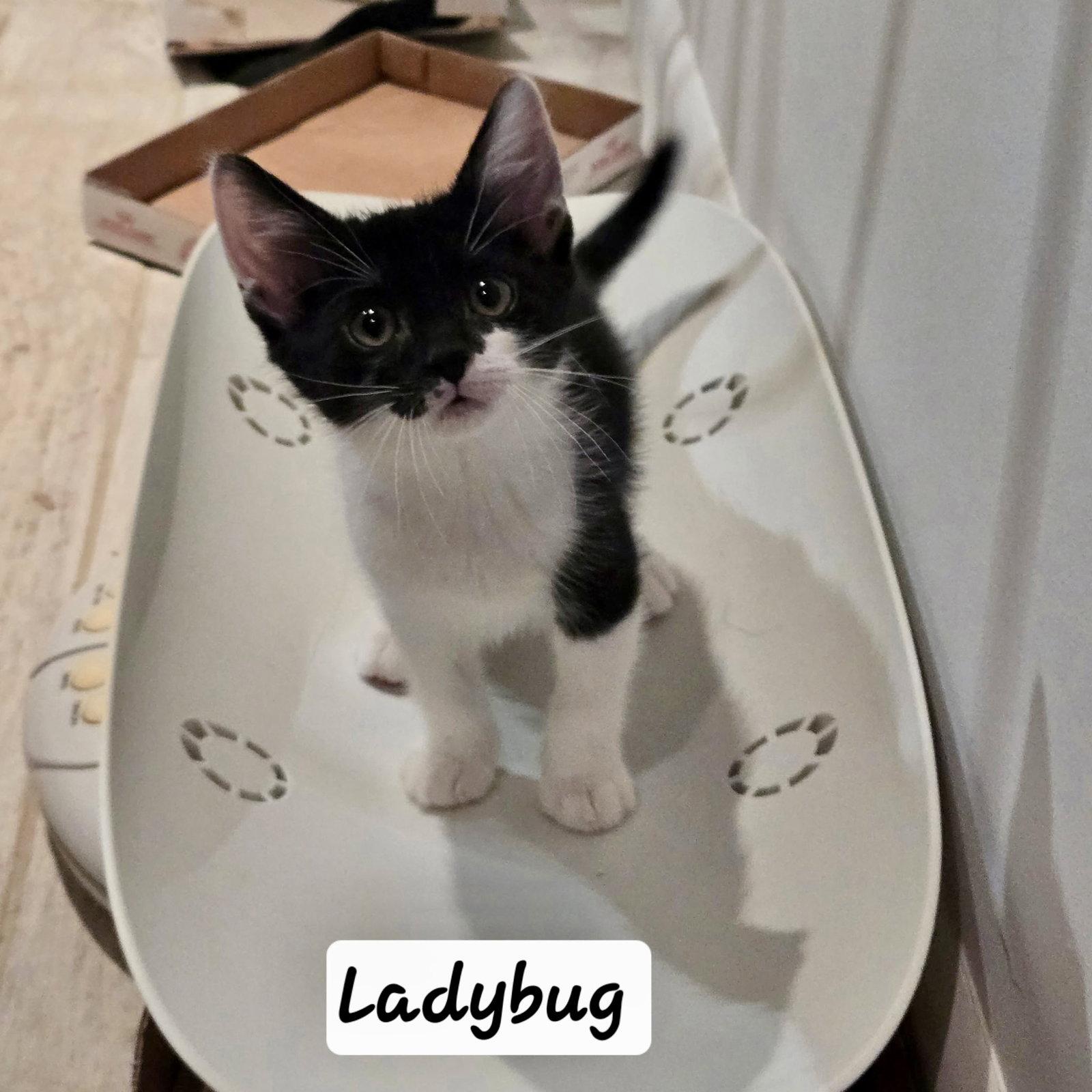 Enlarge Ladybug, a Adoptable Domestic Short Hair in Flushing, NY image 1/2