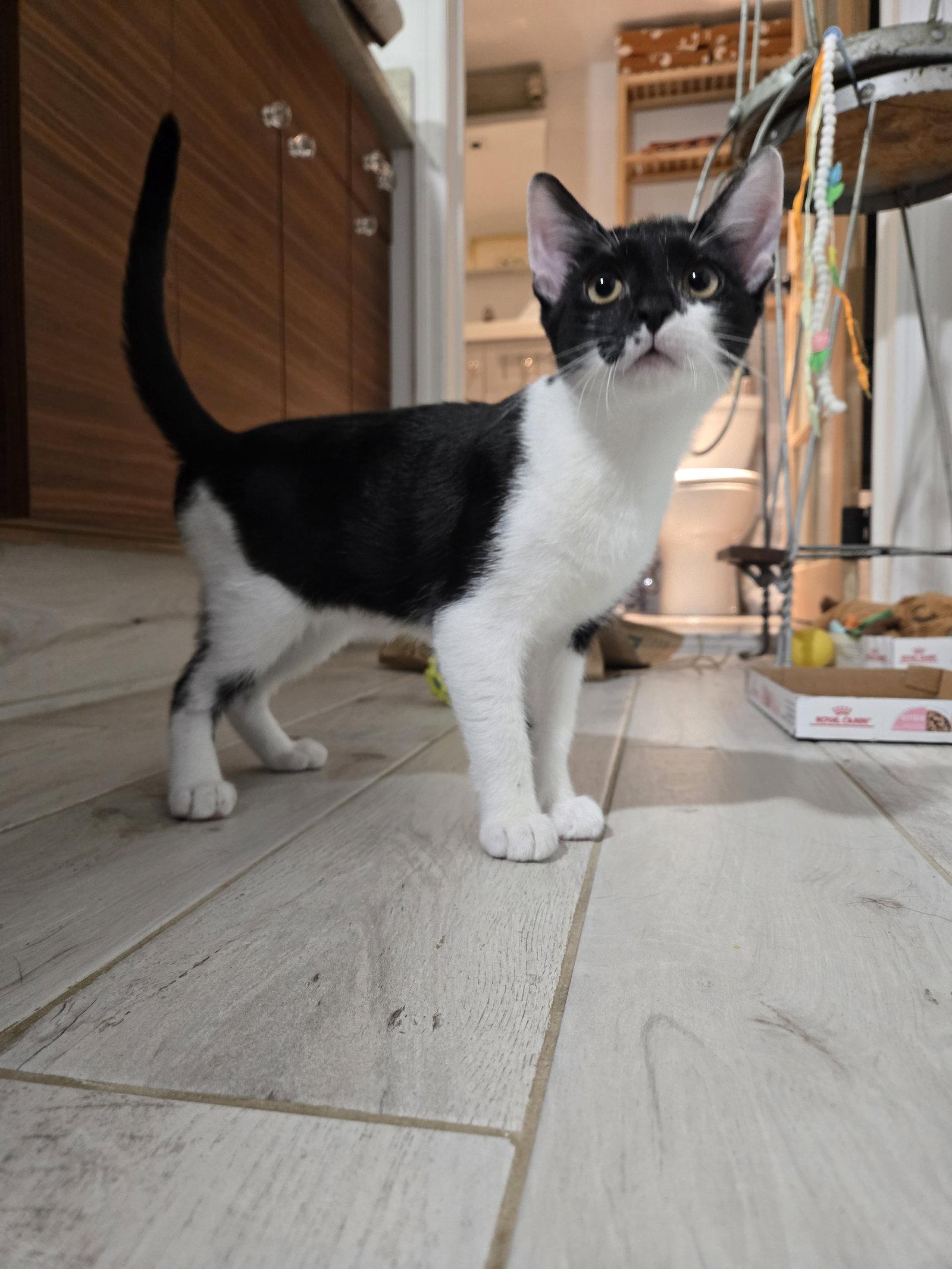 Ladybug, a Adoptable Domestic Short Hair in Flushing, NY image 3/3