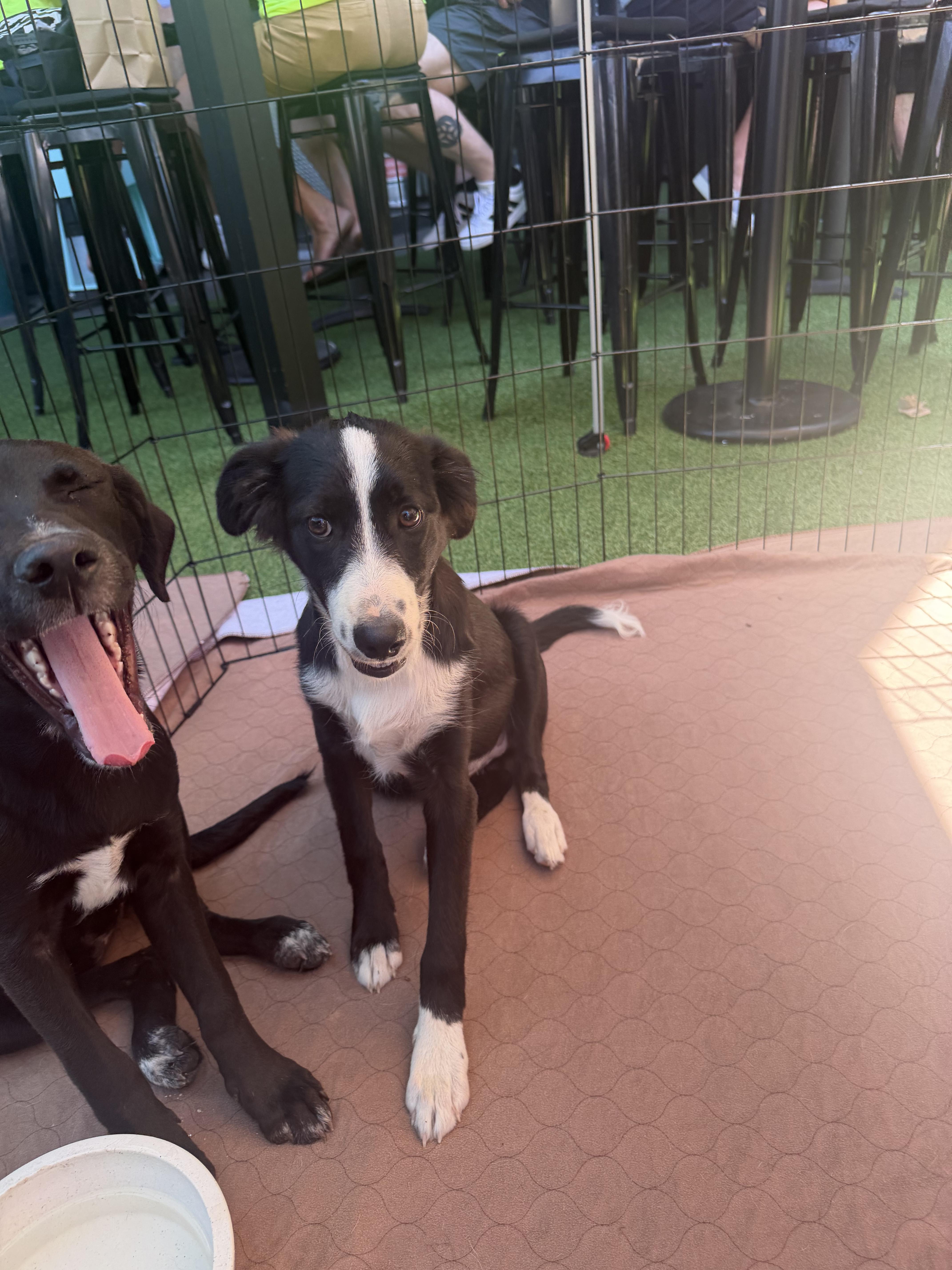Enlarge Sailor, an adoptable mixed breed in Concord, CA image 3/5