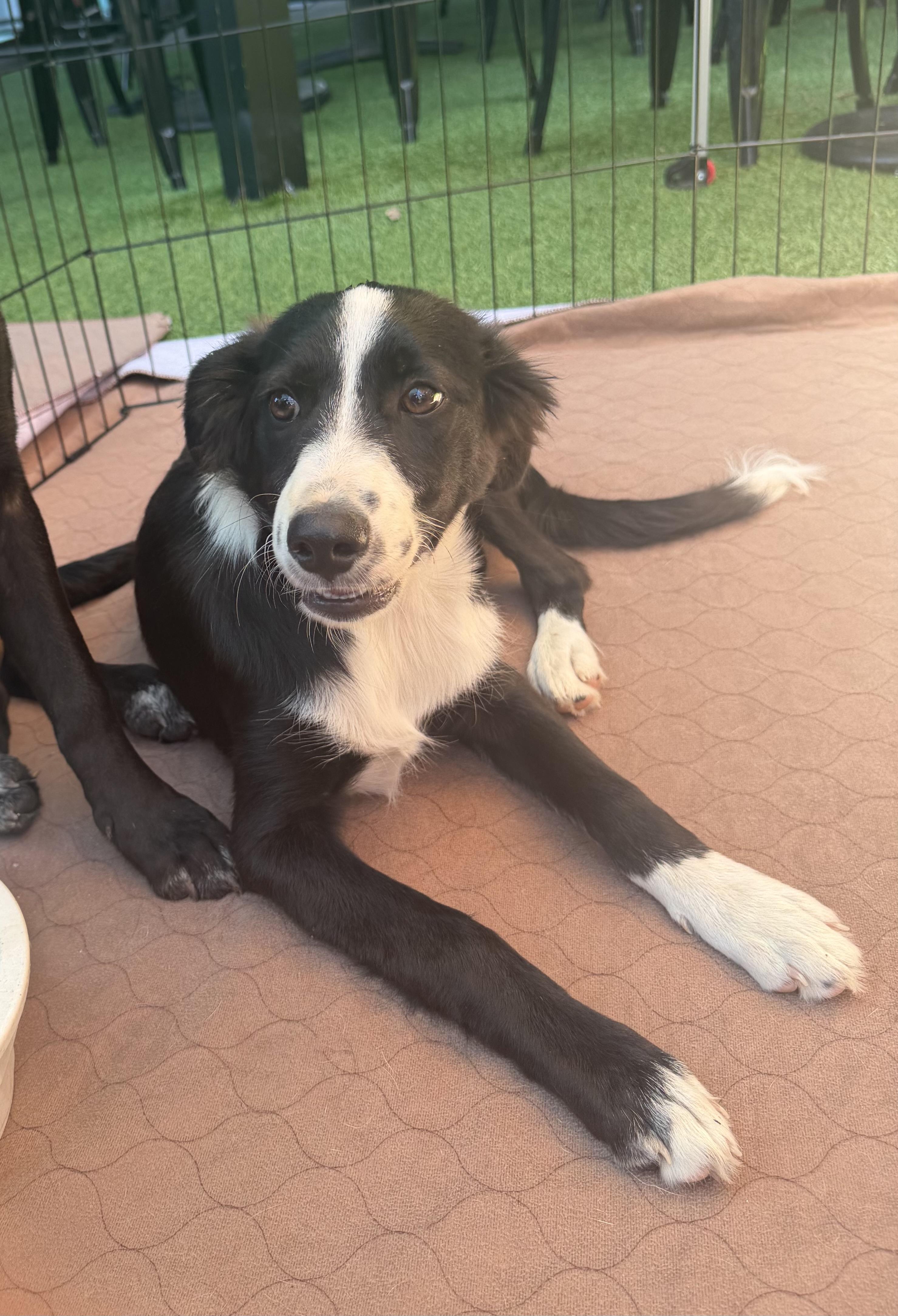 Enlarge Sailor, an adoptable mixed breed in Concord, CA image 4/5