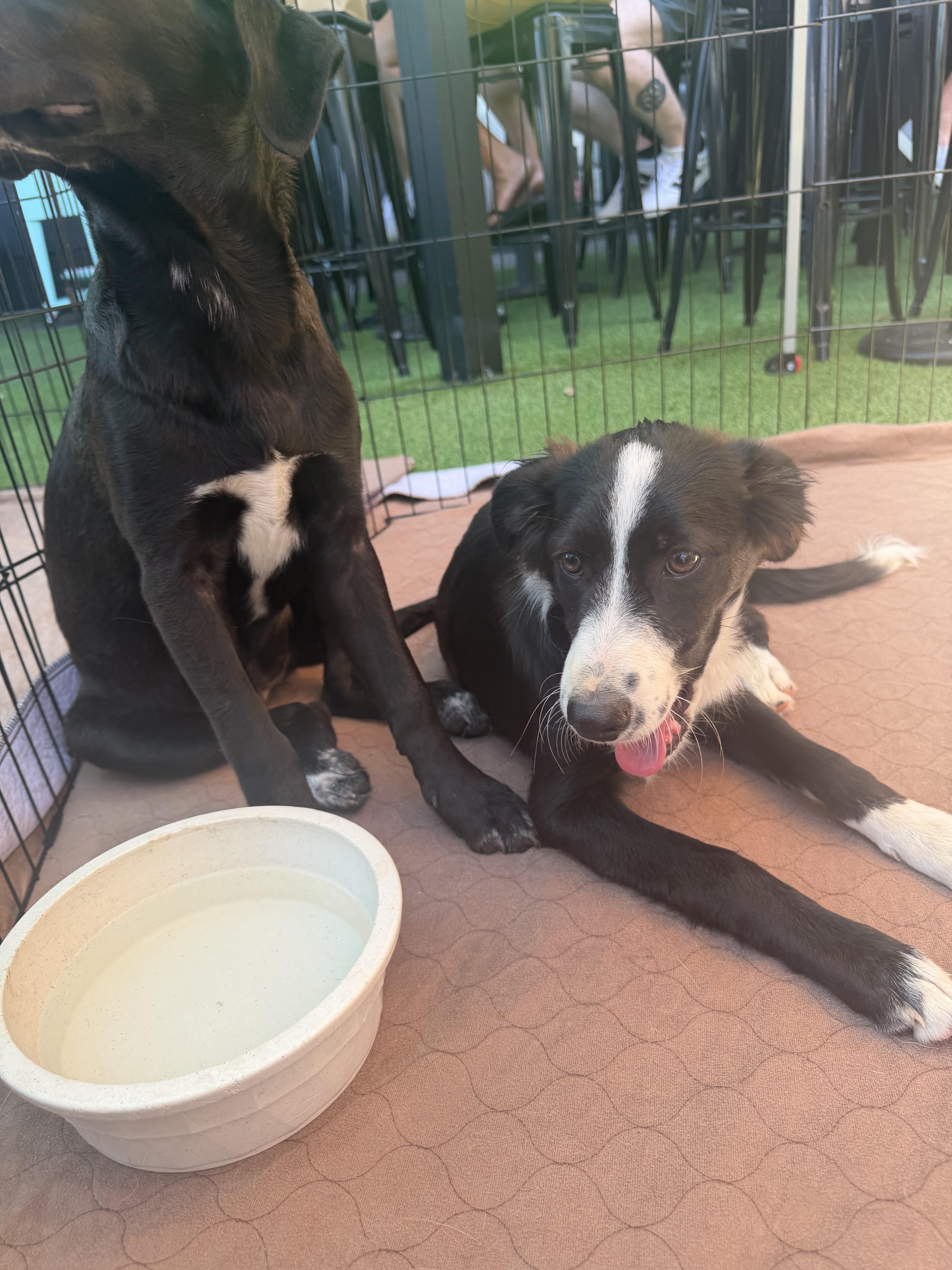 Enlarge Sailor, an adoptable mixed breed in Concord, CA image 5/5