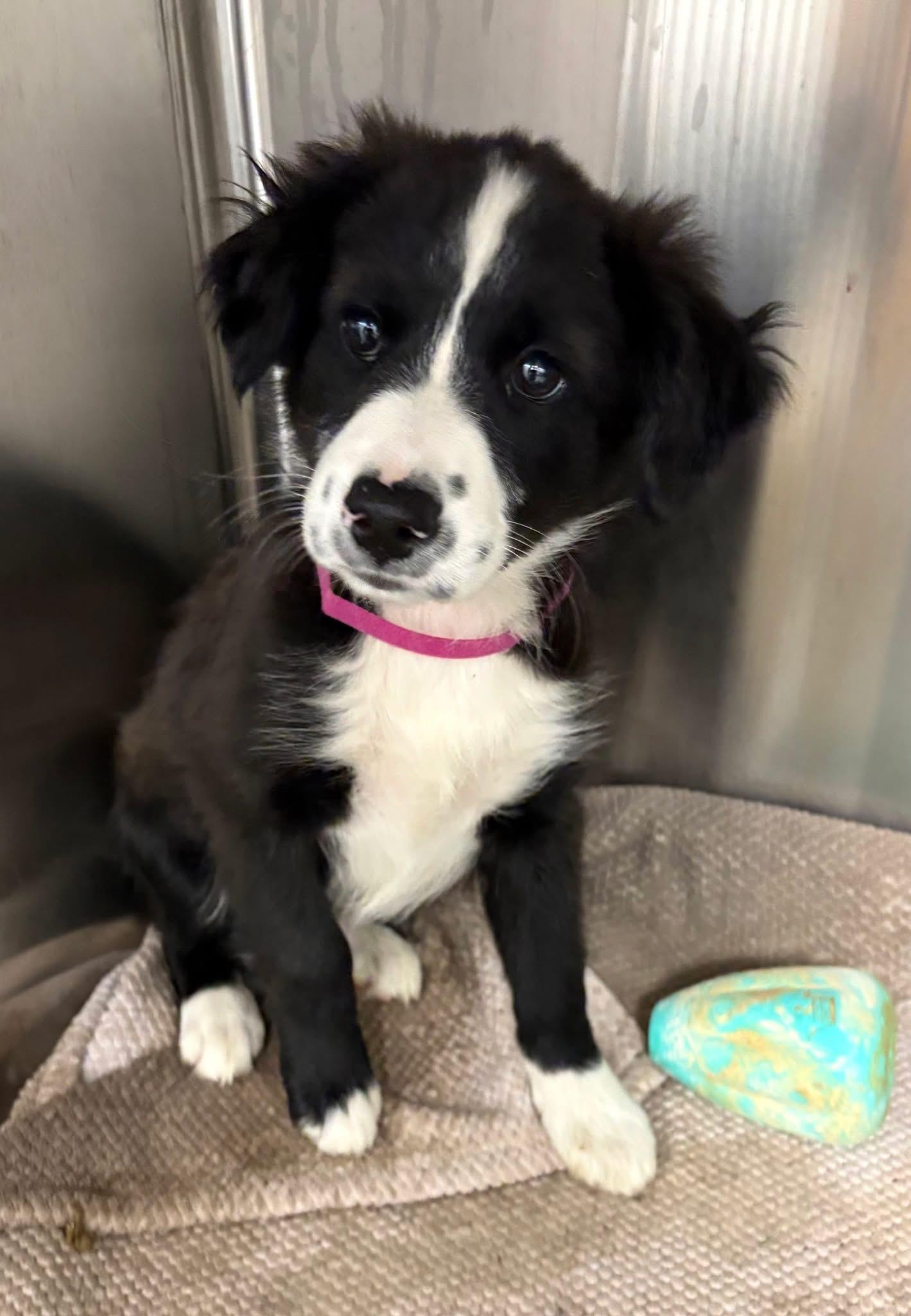 Enlarge Sailor, an adoptable mixed breed in Concord, CA image 1/5