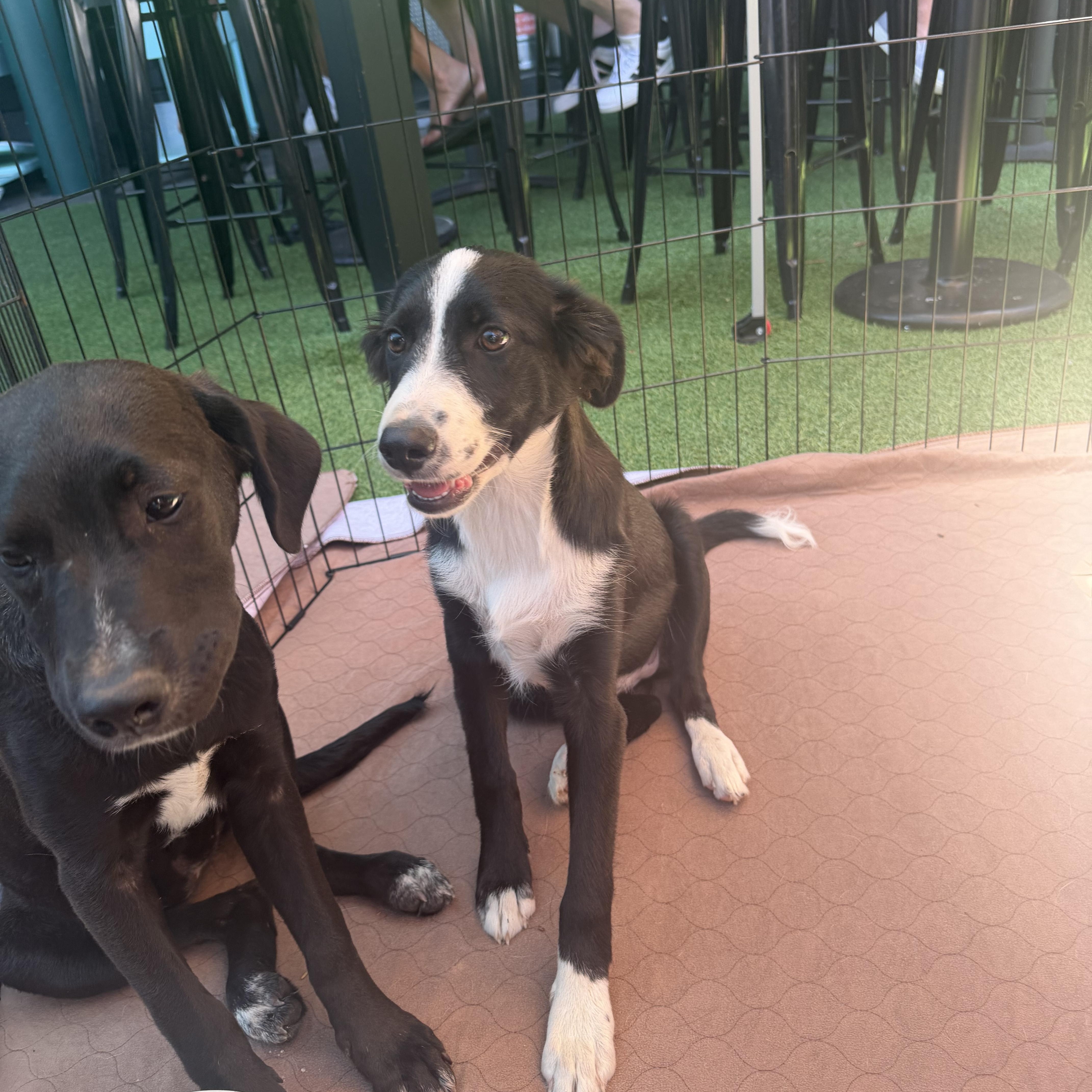 Enlarge Sailor, an adoptable mixed breed in Concord, CA image 2/5