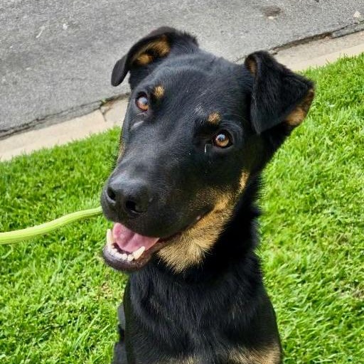 Marty McFly, Young Male Rottweiler
