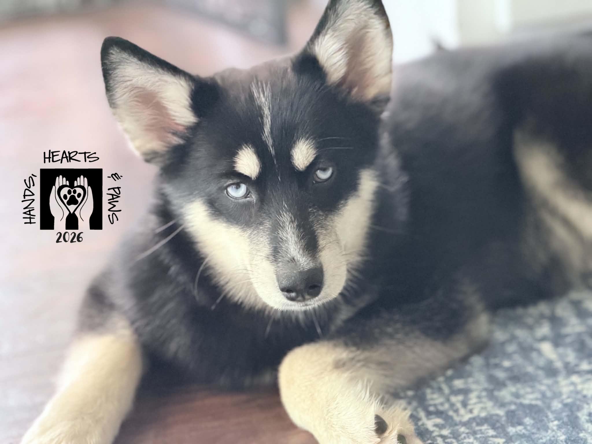 Enlarge Constance Hatchaway, a Adoptable mixed breed in Omaha, NE image 4/4