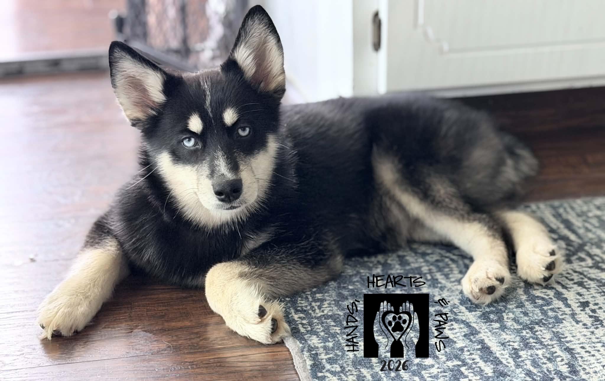 Enlarge Constance Hatchaway, a Adoptable mixed breed in Omaha, NE image 3/4