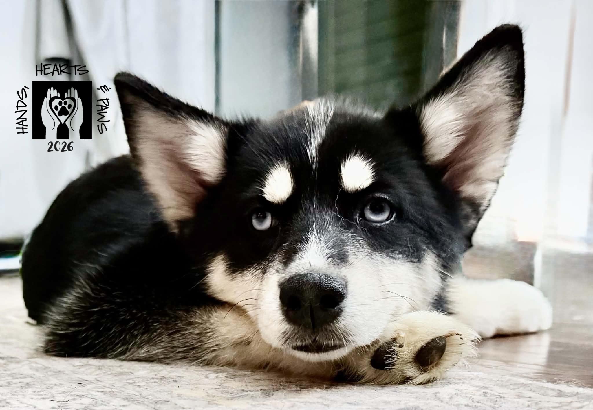 Enlarge Constance Hatchaway, a Adoptable mixed breed in Omaha, NE image 2/4
