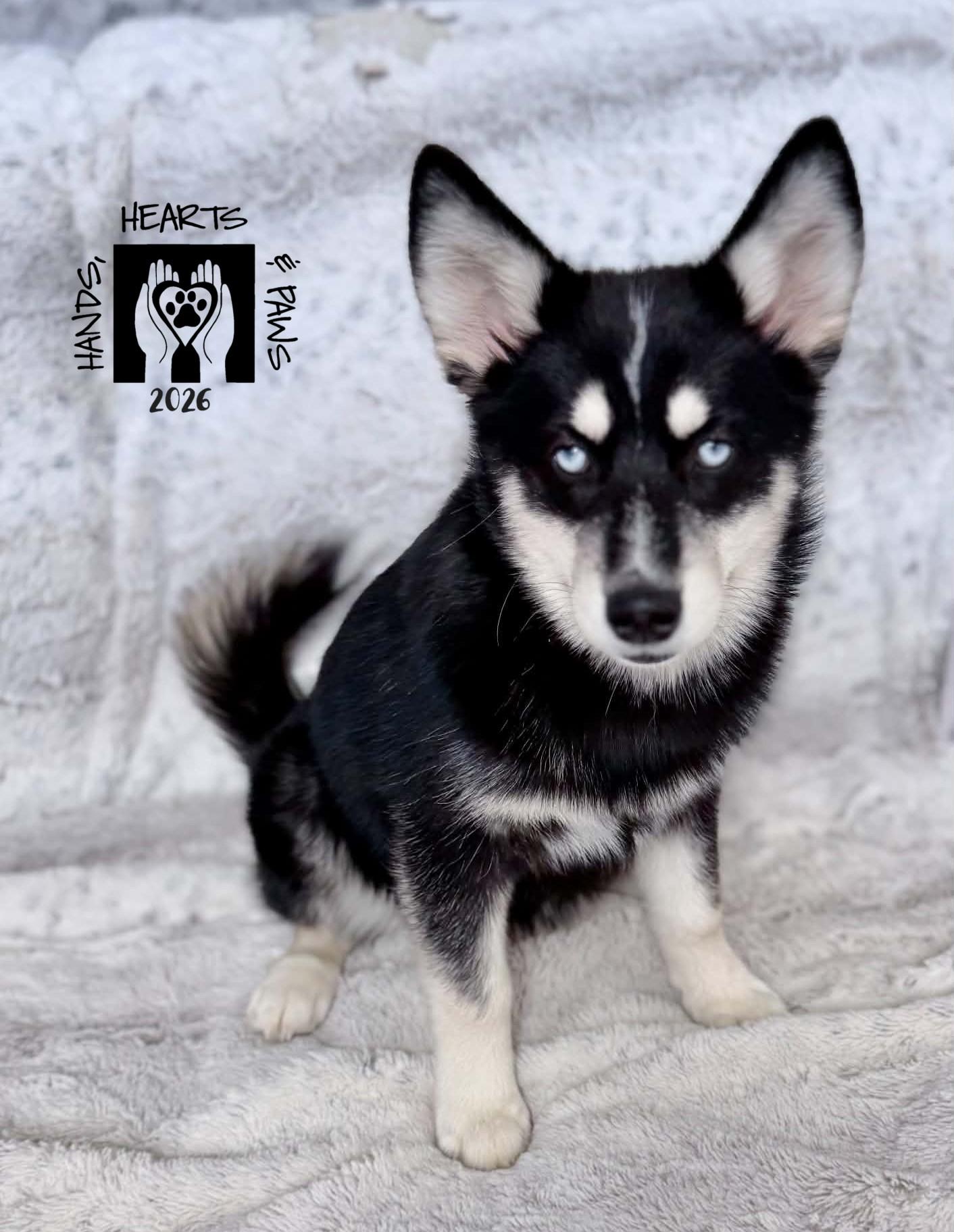 Constance Hatchaway, Adoptable, Puppy Female Pomeranian & Husky.