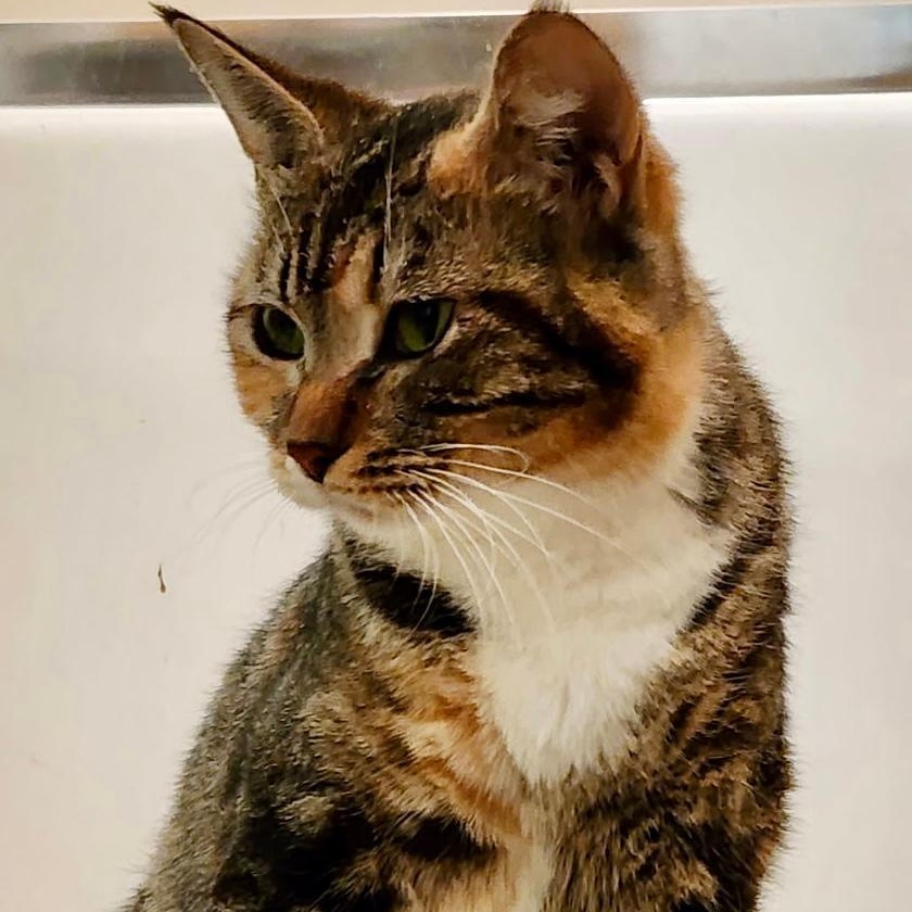 Sassy, ADOPTABLE, Young Female Tortoiseshell.