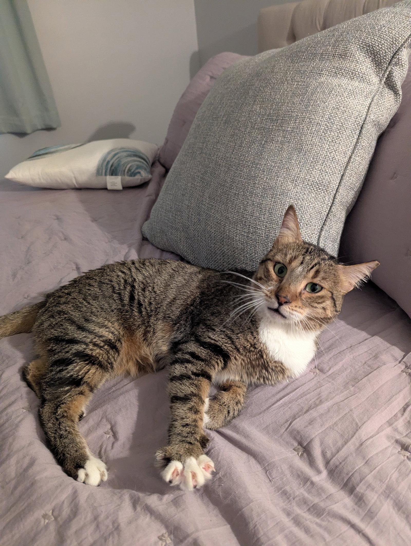 Misk, Adoptable, Senior Female Domestic Short Hair.