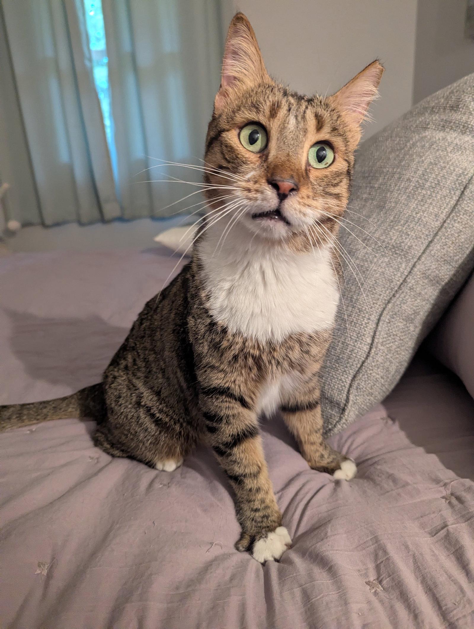 Enlarge Misk, a Adoptable Domestic Short Hair in Herndon, VA image 2/3