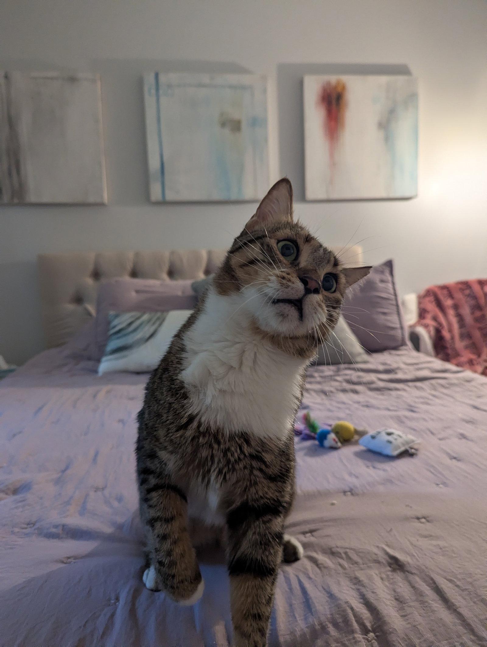 Enlarge Misk, a Adoptable Domestic Short Hair in Herndon, VA image 3/3