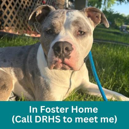 Moscato, ADOPTABLE, Adult Female Mixed Breed.