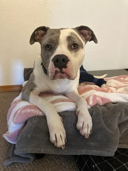 Enlarge Moscato, a ADOPTABLE Mixed Breed in Dubuque, IA image 3/3