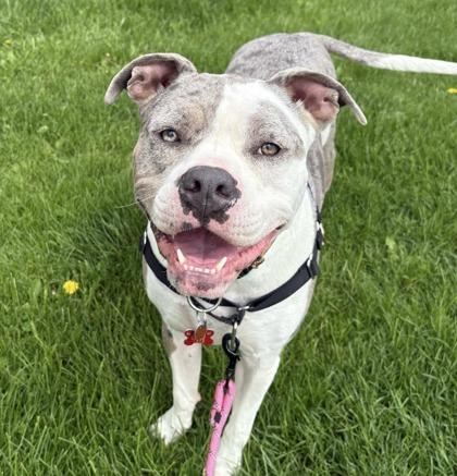 Enlarge Moscato, a ADOPTABLE Mixed Breed in Dubuque, IA image 2/3