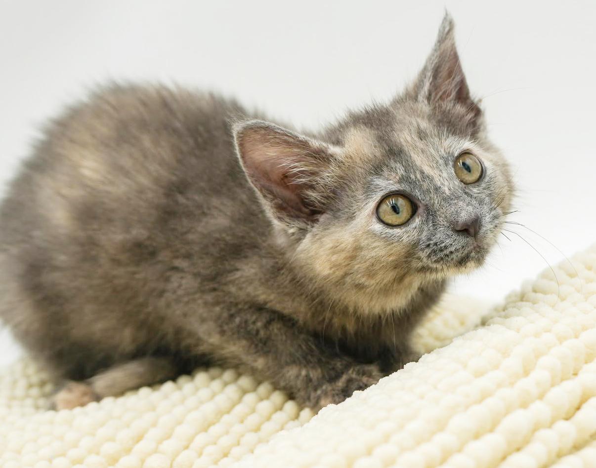 Cat Adoptable - Annie Our Love Gorgeous Sweet And So Funny an Dilute ...