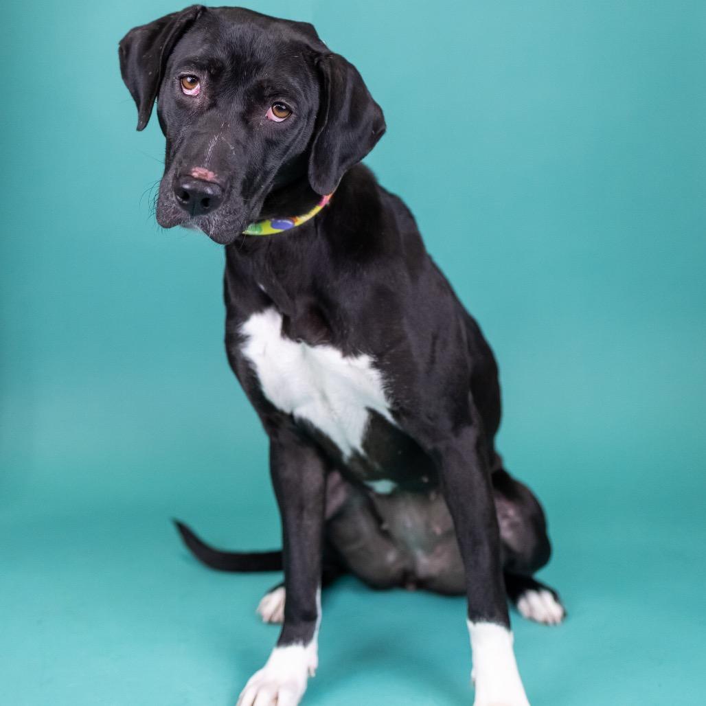 Enlarge Suzette, a Adoptable Mixed Breed in Portland, OR image 1/2